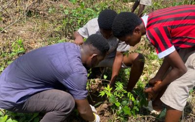 Roots of hope: CiCoNet communities in Nkoranza and Osino plant for the future
