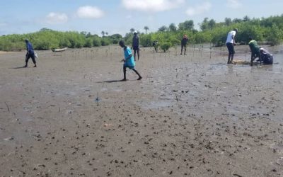 Second mangrove planting strengthens climate resilience in Niafrang, Senegal