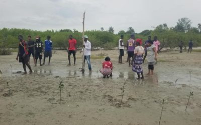 Niafrang community restores 4.8 acres of mangrove with ACA support